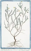 An illustration from Hortus Romanus plantaru (1772)
