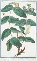 An illustration from Hortus Romanus plantaru (1772)