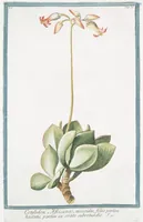 An illustration from Hortus Romanus plantaru (1772)