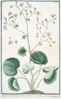 An illustration from Hortus Romanus plantaru (1772)
