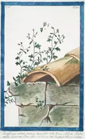 Picture 391 of 713 from Hortus Romanus plantaru (1772), leaf 391