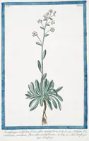 An illustration from Hortus Romanus plantaru (1772)