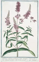 An illustration from Hortus Romanus plantaru (1772)