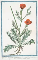 An illustration from Hortus Romanus plantaru (1772)