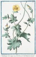 Picture 395 of 713 from Hortus Romanus plantaru (1772), leaf 395