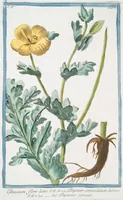 Picture 396 of 713 from Hortus Romanus plantaru (1772), leaf 396