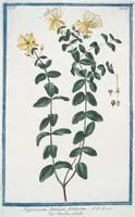 Picture 397 of 713 from Hortus Romanus plantaru (1772), leaf 397