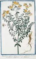 An illustration from Hortus Romanus plantaru (1772)