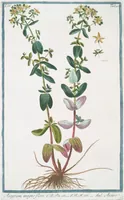 Picture 399 of 713 from Hortus Romanus plantaru (1772), leaf 399
