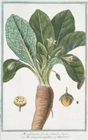 An illustration from Hortus Romanus plantaru (1772)