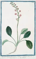 An illustration from Hortus Romanus plantaru (1772)