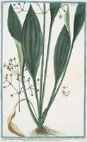 An illustration from Hortus Romanus plantaru (1772)