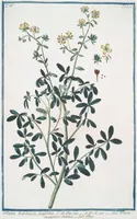An illustration from Hortus Romanus plantaru (1772)