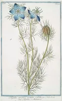 Picture 403 of 713 from Hortus Romanus plantaru (1772), leaf 403