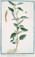 An illustration from Hortus Romanus plantaru (1772)
