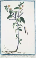 Picture 405 of 713 from Hortus Romanus plantaru (1772), leaf 405