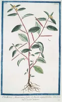 Picture 406 of 713 from Hortus Romanus plantaru (1772), leaf 406