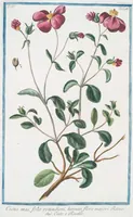 An illustration from Hortus Romanus plantaru (1772)