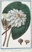 Picture 409 of 713 from Hortus Romanus plantaru (1772), leaf 409