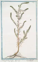 An illustration from Hortus Romanus plantaru (1772)
