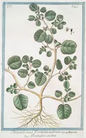Picture 412 of 713 from Hortus Romanus plantaru (1772), leaf 412