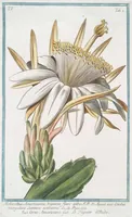 An illustration from Hortus Romanus plantaru (1772)