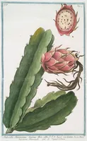 An illustration from Hortus Romanus plantaru (1772)