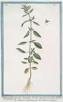 Picture 415 of 713 from Hortus Romanus plantaru (1772), leaf 415