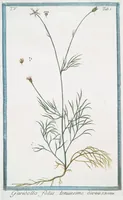 Picture 416 of 713 from Hortus Romanus plantaru (1772), leaf 416