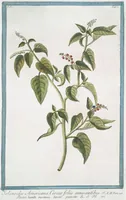 An illustration from Hortus Romanus plantaru (1772)