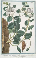 Picture 418 of 713 from Hortus Romanus plantaru (1772), leaf 418