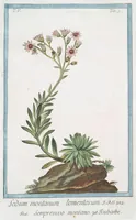 Picture 419 of 713 from Hortus Romanus plantaru (1772), leaf 419