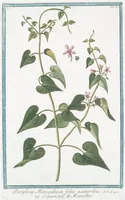 Picture 42 of 713 from Hortus Romanus plantaru (1772), leaf 42