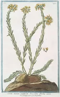 Picture 420 of 713 from Hortus Romanus plantaru (1772), leaf 420