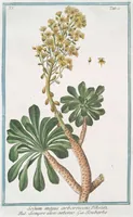 Picture 421 of 713 from Hortus Romanus plantaru (1772), leaf 421