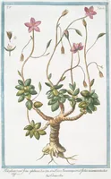 Picture 423 of 713 from Hortus Romanus plantaru (1772), leaf 423