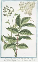 An illustration from Hortus Romanus plantaru (1772)