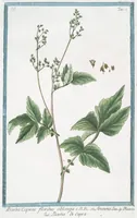 Picture 425 of 713 from Hortus Romanus plantaru (1772), leaf 425