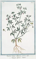 Picture 426 of 713 from Hortus Romanus plantaru (1772), leaf 426