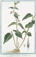 Picture 43 of 713 from Hortus Romanus plantaru (1772), leaf 43