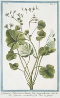 Picture 431 of 713 from Hortus Romanus plantaru (1772), leaf 431