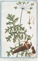Picture 433 of 713 from Hortus Romanus plantaru (1772), leaf 433