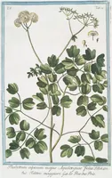 An illustration from Hortus Romanus plantaru (1772)