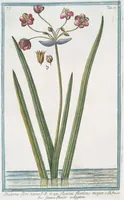 An illustration from Hortus Romanus plantaru (1772)