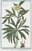 An illustration from Hortus Romanus plantaru (1772)