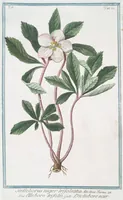 An illustration from Hortus Romanus plantaru (1772)