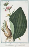 An illustration from Hortus Romanus plantaru (1772)