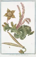 Picture 44 of 713 from Hortus Romanus plantaru (1772), leaf 44