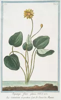 Picture 440 of 713 from Hortus Romanus plantaru (1772), leaf 440