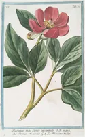An illustration from Hortus Romanus plantaru (1772)
